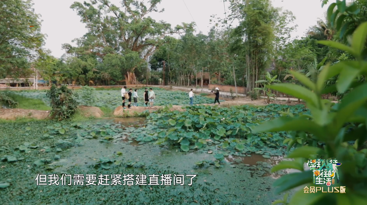 宋威龙试图摘椰子被拒，又缠着彭彭出门捞河蚌