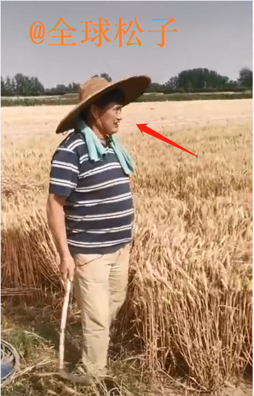 大衣哥家庄稼丰收了，亲自下地割麦子收小麦，