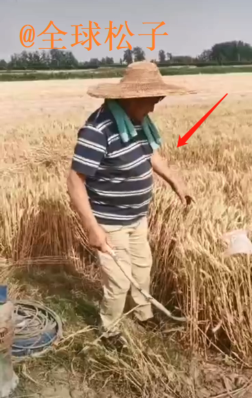 大衣哥家庄稼丰收了，亲自下地割麦子收小麦，