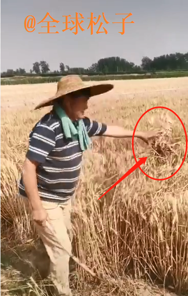 大衣哥家庄稼丰收了，亲自下地割麦子收小麦，