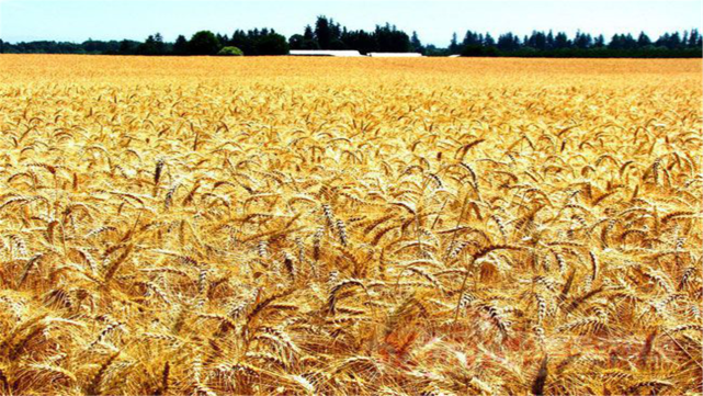 同样都是人口大国，为何我国需要进口粮食，而