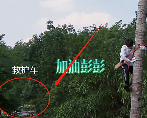 《向往的生活》有多贴心？彭昱畅上树摘椰子时
