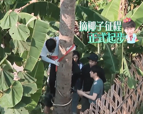 《向往的生活》有多贴心？彭昱畅上树摘椰子时