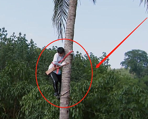 《向往的生活》有多贴心？彭昱畅上树摘椰子时