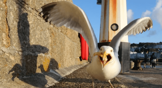 美国一男子因被抢食恶意咬伤海鸥 遭警方拘捕