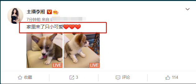 不理会丈夫道歉，李湘晒出家里“新成员”宠物