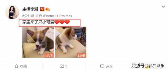 王岳伦道歉后李湘首更动态，晒家中新成员却只