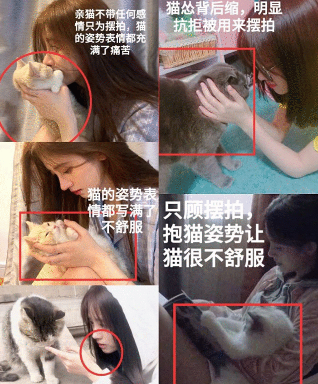 鞠婧祎越红越被骂，四千年怎么来的，电梯赶人