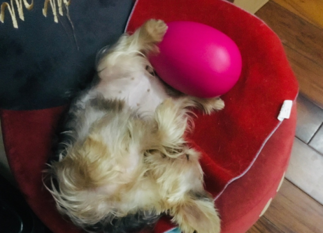 郭碧婷被传生女后，郭爸久违更博，晒午餐直言