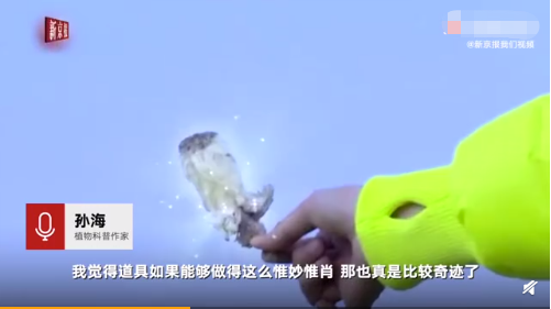 极限挑战刘宇宁摘国家保护植物遭专家打脸,争