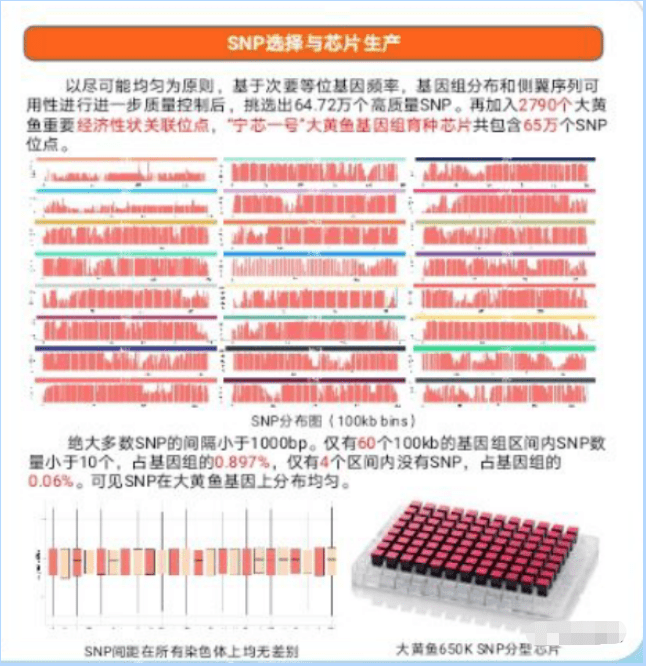 重磅！蕉城成功开发首个大黄鱼高通量分型芯片