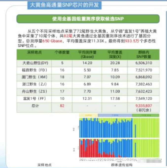 重磅！蕉城成功开发首个大黄鱼高通量分型芯片