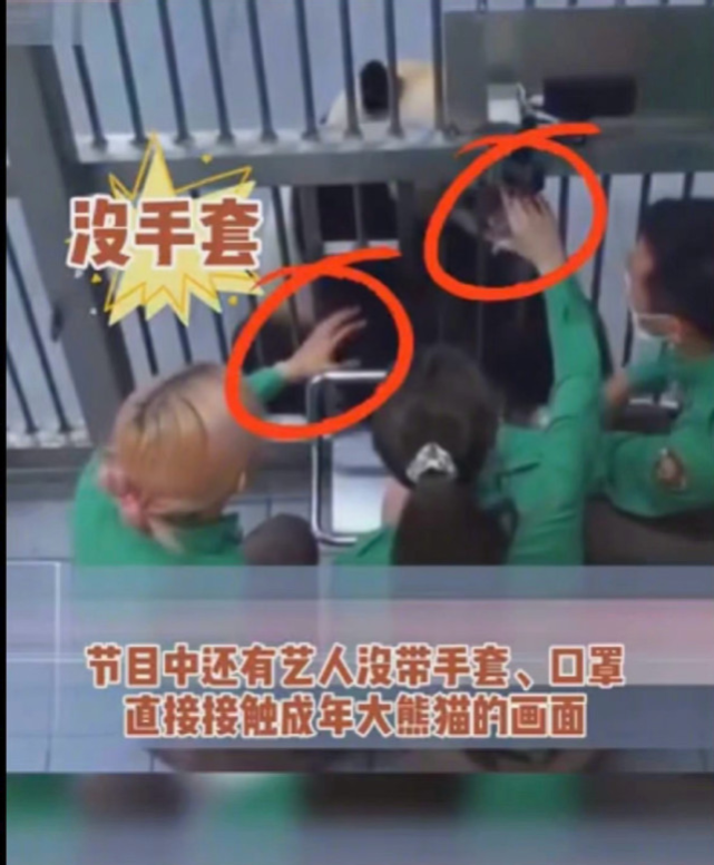 韩国女团违规抱熊猫幼崽后，粉丝与防弹粉互骂