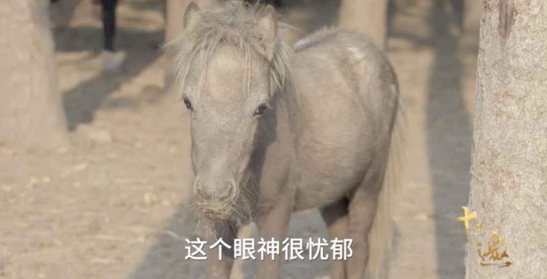 《幸福三重奏》三对夫妻谁最有钱?于谦有私人