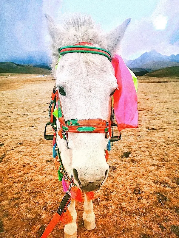 丁真拒上百个商业代言，成名后没机会回家，跟